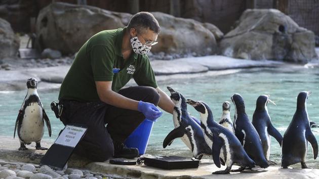 London: Keeper Martin Franklin weighs and counts humboldt penguins during the annual weigh-in at ZSL London Zoo, London, Thursday Aug. 27, 2020.(AP)