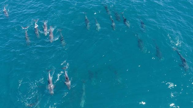 Dolphins seen swimming near the shore of the Indian Ocean on August 28 near Pointe aux Feuilles, Mauritius . Earlier on August 28, Jasvin Sok Appadu from the Mauritius fisheries ministry told Reuters that autopsy results on 25 dolphins that washed ashore August 26 and August 27 are expected in the coming days. (Reuben Pillay / REUTERS) Dolphins seen swimming near the shore of the Indian Ocean on August 28 near Pointe aux Feuilles, Mauritius . Earlier on August 28, Jasvin Sok Appadu from the Mauritius fisheries ministry told Reuters that autopsy results on 25 dolphins that washed ashore August 26 and August 27 are expected in the coming days. (Reuben Pillay / REUTERS)