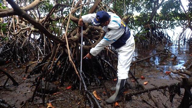 A Japan International Cooperation Agency (JICA) expert confirms oil drifting in swamps where mangroves live in Mauritius. Greenpeace has called on the government of Mauritius to launch an “urgent investigation to determine the cause of the deaths and any ties to the Wakashio oil spill.” (Japan International Cooperation Agency / AFP) A Japan International Cooperation Agency (JICA) expert confirms oil drifting in swamps where mangroves live in Mauritius. Greenpeace has called on the government of Mauritius to launch an “urgent investigation to determine the cause of the deaths and any ties to the Wakashio oil spill.” (Japan International Cooperation Agency / AFP)