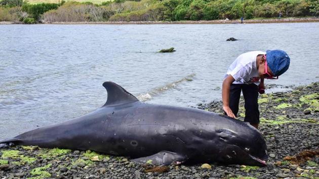 A boy touches the carcass of melon-headed whale at the beach in Grand Sable, Mauritius on August 26. Some experts fear the chemicals in the fuel are to blame. Residents and environmentalists have demanded investigations into why the ship strayed miles off course. Its captain and first officer have been arrested and charged with “endangering safe navigation.” (Beekash Roopun / L'Express Maurice / AFP) A boy touches the carcass of melon-headed whale at the beach in Grand Sable, Mauritius on August 26. Some experts fear the chemicals in the fuel are to blame. Residents and environmentalists have demanded investigations into why the ship strayed miles off course. Its captain and first officer have been arrested and charged with “endangering safe navigation.” (Beekash Roopun / L'Express Maurice / AFP)