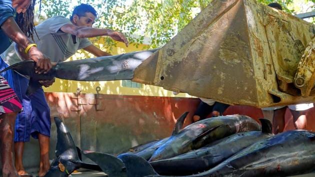 Workers load carcasses of dolphins that were washed up on shore at the Grand Sable, Mauritius on August 26. Other dolphins may have died out at sea, environmental consultant and former lawmaker Sunil Dowarkasing told the AP on August 28. “We expect that a lot more have been killed during these few days,” he said, adding that three whales also died. It was not clear what kind of whales they were. (Reuben Pillay / REUTERS) Workers load carcasses of dolphins that were washed up on shore at the Grand Sable, Mauritius on August 26. Other dolphins may have died out at sea, environmental consultant and former lawmaker Sunil Dowarkasing told the AP on August 28. “We expect that a lot more have been killed during these few days,” he said, adding that three whales also died. It was not clear what kind of whales they were. (Reuben Pillay / REUTERS)