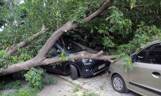 A tree toppled over cars in Chandigarh’s Sector 21-B on Sunday.(Keshav Singh/HT Photo)