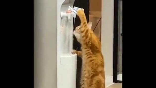 Cat drinks water from cooler effortlessly video wows people