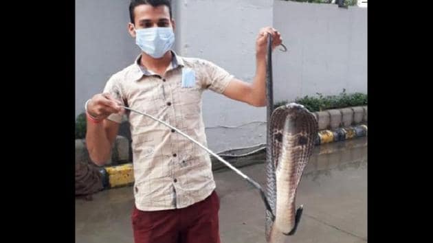 A four-feet-long cobra was spotted by Delhi Metro Rail Corporation (DMRC) workers near a gate of Saket Metro Depot.(ANI)