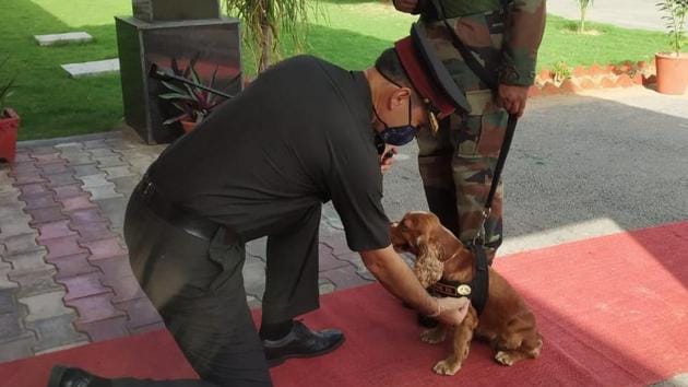 Sophie, seen in the picture, is from a bomb disposal unit, Sophie detected explosives in Delhi and averted a tragedy.(Photo Credit: Indian Army)