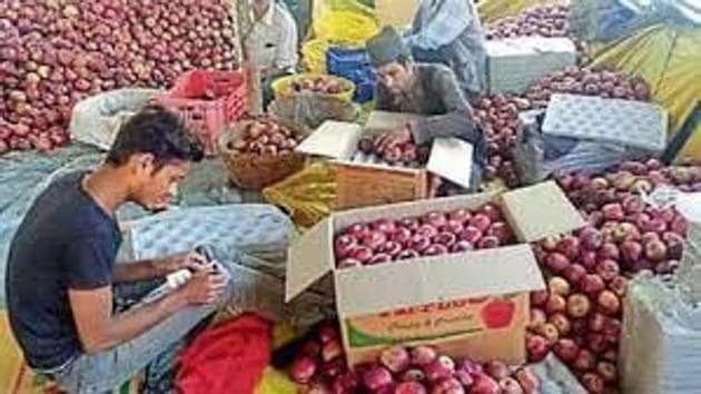 Himachal’s Rs 4,500-crore apple economy sustains the livelihood of 1.65 lakh families.(HT File)