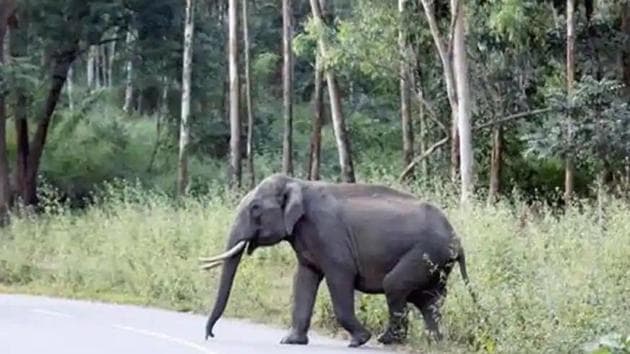Aggression of some elephants in Uttarakhand’s Corbett and Rajaji National Park landscape, two bastions of wild elephants in the state, is a major concern for wildlife officials. (HT File)