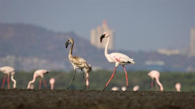 Flamingo numbers at the 500-hectare Sewri mudflat were 13,813 in January 2019 and 60,733 in March 2019, which fell to 4,395 in January 2020 and 4,106 in March 2020.(BNHS report ‘Monitoring and Mitigating impacts of the MTHL on flamingos and other avifauna’)