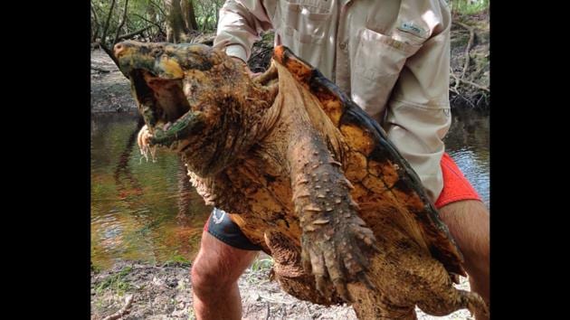 A Suwannee alligator snapping turtles caught for research purposes.(Facebook/@FWC Fish and Wildlife Research Institute)