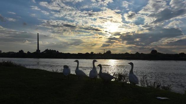 Birds by the banks of the Yamuna on Monday.(Raj K Raj/HT PHOTO)