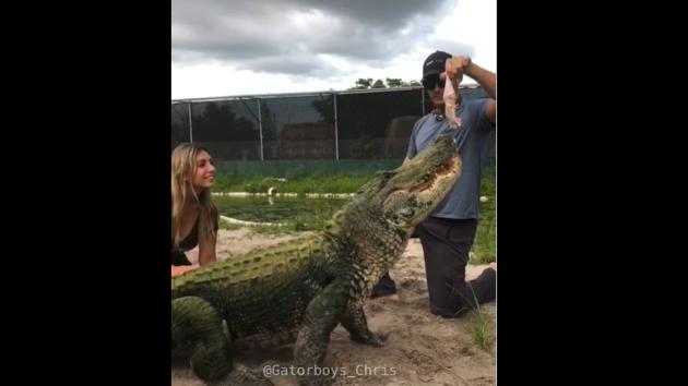 Seven the alligator ready to eat his snack.(Instagram/@gatorboys_chris)