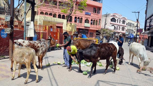Both officials and animal welfare organisations associate the rising number of stray cattle to the practice of abandonment by their owners because of old age and diseases. (ANI file photo. Representative image) Both officials and animal welfare organisations associate the rising number of stray cattle to the practice of abandonment by their owners because of old age and diseases. (ANI file photo. Representative image)