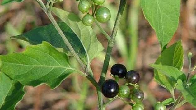 In molecular docking studies conducted recently, Solanum nigrum (black nightshade; Makoy in Hindi), a weed and a vegetable commonly consumed in many parts of the country, the team says they found remarkable results. (HT Photo)