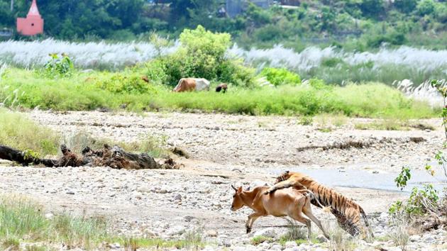 Tigress Kankati attacked cattle in the buffer zone of Corbett National Park on the bank of river Kosi.(Deep Rajwar)