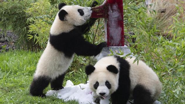 Two young pandas Meng Xiang (nickname Piet) and Meng Yuan (nickname Paule) eat an ice cream cake in their enclosure during their first birthday.(AP)