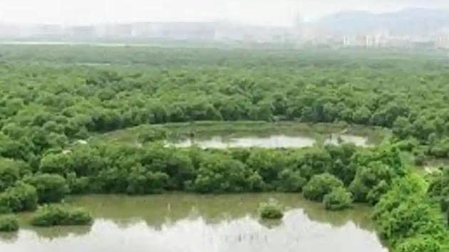 Mangroves are salt-tolerant plants, trees, shrubs or ground fern of tropical and subtropical intertidal regions of the world. (HT photo)