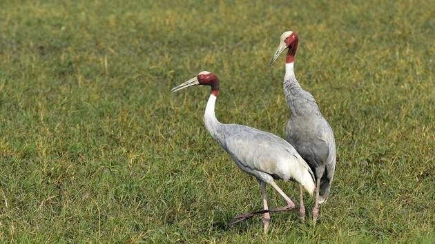 The sarus is found mainly in Uttar Pradesh’s Etawah, Mainpuri and Shahjahanpur districts. But their population is on the decline due to the use of pesticides and the birds being preyed upon.(HT Photo)