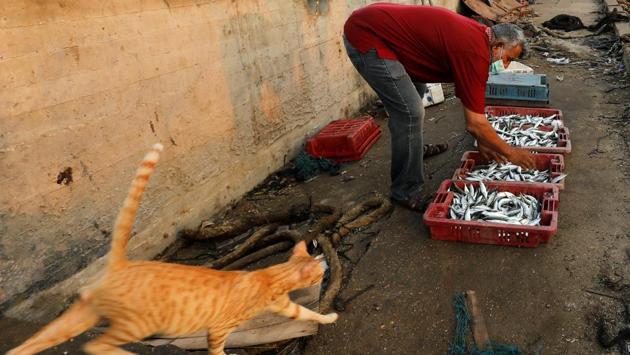 A fisherman collects his catch as a cat walks past him at Gaza Seaport on September 3, after Israel allowed fishermen back into the waters to work up to 15 nautical miles following an agreement to end weeks of escalation between Israel and Hamas on August 31. (Suhaib Salem / REUTERS) A fisherman collects his catch as a cat walks past him at Gaza Seaport on September 3, after Israel allowed fishermen back into the waters to work up to 15 nautical miles following an agreement to end weeks of escalation between Israel and Hamas on August 31. (Suhaib Salem / REUTERS)