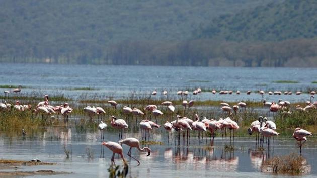 Flamingos crowd together in Lake Nakuru, Kenya. (REUTERS/Baz Ratner)
