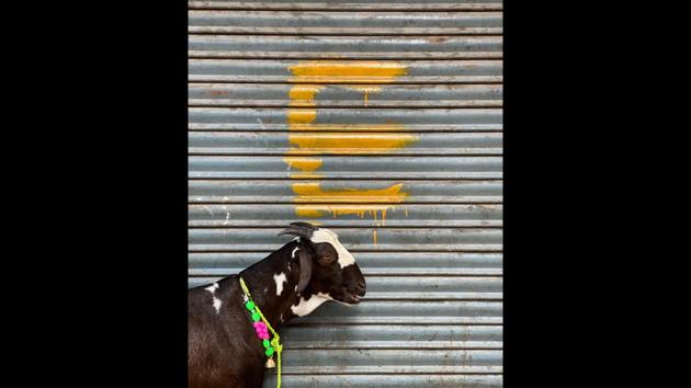 A sacrificial goat tethered against a shuttered store front in Old Delhi’s Chatta Sheikh Mangloo marked E, indicating the opening of shops in markets on an odd-even basis during the waning days of the full lockdown in the capital during the month of May. (Mayank Austen Soofi / HT) 