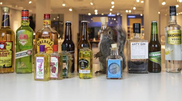 A selection of drinks, including coca leaf liqueur, ant gin, fishy whisky and scorpion vodka along with a squirrel decanter, are on display at the Disgusting Food Museum in Malmo, Sweden.(AP)