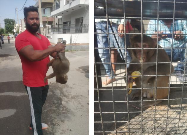 Alfaaz grips the rogue monkey and (right) rogue relishes a banana in the cage.(PHOTOS: MOHAMMAD ALI)