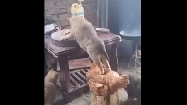 The image shows the cat and chicken.(Twitter@susantananda3) The image shows the cat and chicken.(Twitter@susantananda3)