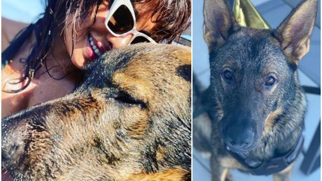 Priyanka Chopra has shared a picture with her pet Gino.