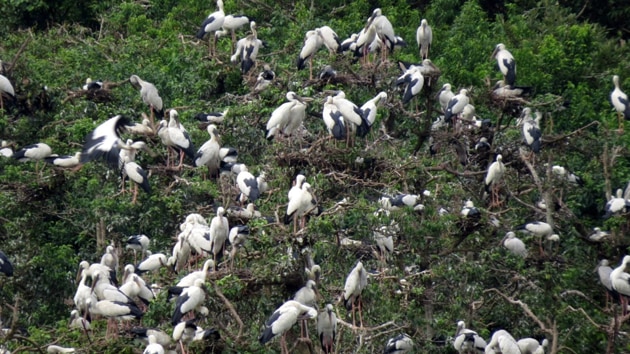 A flock of open billed storks in Bhitarkanika National Park in Odisha.(Photo/Biswajit Mohanty) A flock of open billed storks in Bhitarkanika National Park in Odisha.(Photo/Biswajit Mohanty)