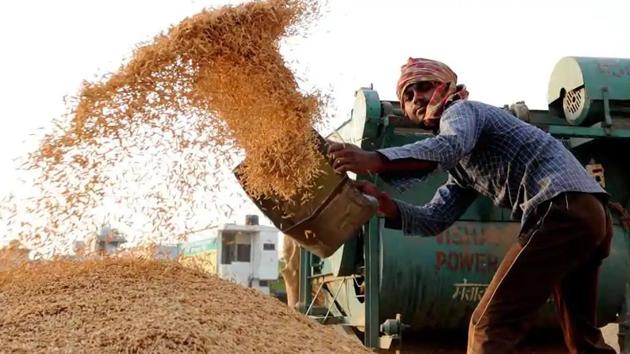 The new paddy crop of 1509 variety will start arriving in the mandis by September 15. (HT FILE) The new paddy crop of 1509 variety will start arriving in the mandis by September 15. (HT FILE)