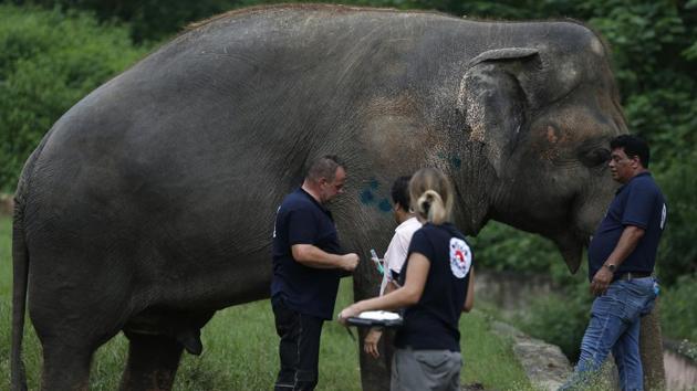 Veterinarians from the international animal welfare organization 'Four Paws' examine an elephant named 'Kaavan' at Maragzar Zoo. (AP) Veterinarians from the international animal welfare organization 'Four Paws' examine an elephant named 'Kaavan' at Maragzar Zoo. (AP)