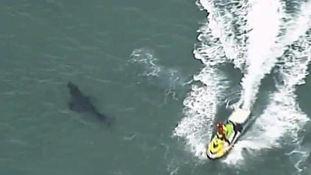 The man, aged in his 50s, was was brought to shore by fellow surfers and lifeguards at popular Greenmount Beach with leg injuries, Queensland state Ambulance Service supervisor William Houghton said.(File photo for representation) The man, aged in his 50s, was was brought to shore by fellow surfers and lifeguards at popular Greenmount Beach with leg injuries, Queensland state Ambulance Service supervisor William Houghton said.(File photo for representation)