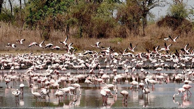 Flamingos at a pond behind TS Chanakya Neru in Navi Mumbai. Flamingos are known to feed on algae, crustaceans, shrimp, and aquatic plants, which give them pink colour.(Bachchan Kumar/ HT photo)