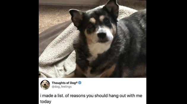 The image shows a tweet from the Thoughts of Dogs Twitter account along with a dog. (Twitter/@jennamelody1985) The image shows a tweet from the Thoughts of Dogs Twitter account along with a dog. (Twitter/@jennamelody1985)