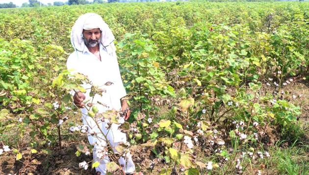 A farmers showing his cotton crop that was damaged due to whitefly attack in Rohtak on Monday. (Manoj Dhaka/HT) A farmers showing his cotton crop that was damaged due to whitefly attack in Rohtak on Monday. (Manoj Dhaka/HT)