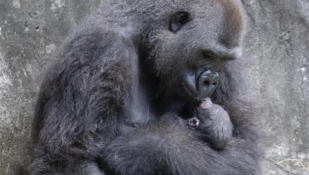 In this photo provided by the Audubon Nature Institute, Tumani, a critically endangered western lowland gorilla holds her newborn at an enclosure at the Audubon Zoo.(AP)