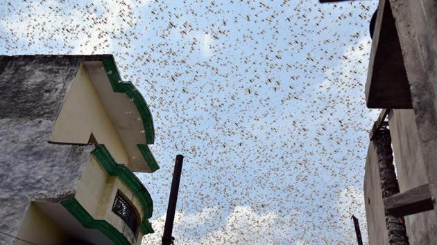 A swarm of locusts around Aliganj and Vikas nagar areas in Lucknow, Uttar Pradesh, earlier in July.(Deepak Gupta/Hindustan Times) A swarm of locusts around Aliganj and Vikas nagar areas in Lucknow, Uttar Pradesh, earlier in July.(Deepak Gupta/Hindustan Times)