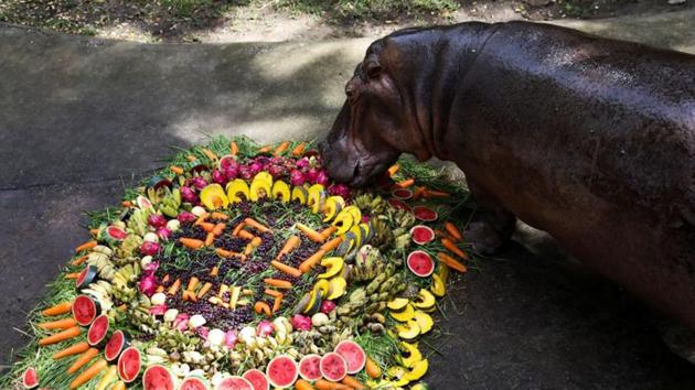 The image shows Thailand's oldest hippo, Mae Mali, at her 55th birthday party at Khao Kheow zoo. (REUTERS) The image shows Thailand's oldest hippo, Mae Mali, at her 55th birthday party at Khao Kheow zoo. (REUTERS)