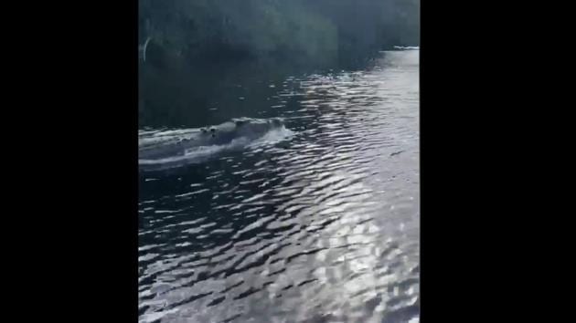 The crocodile swimming next to the boat.(Facebook/@Back2BasicsAdventures) The crocodile swimming next to the boat.(Facebook/@Back2BasicsAdventures)