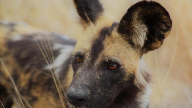 Close-knit nomadic packs of 20 to 30 African wild dogs, native to southern and eastern Africa, hunt prey including antelopes such as impalas, gazelles and kudus using complex coordinated strategies.(Unsplash)