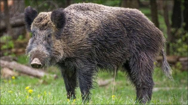 Germany fears spread of African swine fever through wild boars(Twitter/WLIC)