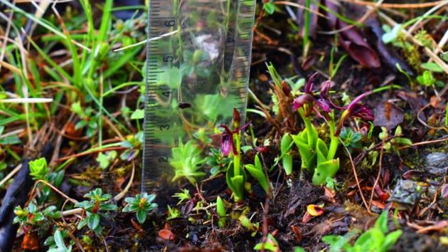 After a gap of 124 years, a small and very rare species of orchid Liparis pygmaea has been again found in India, in alpine meadows of Uttarakhand Himalayas. (HT Photo)