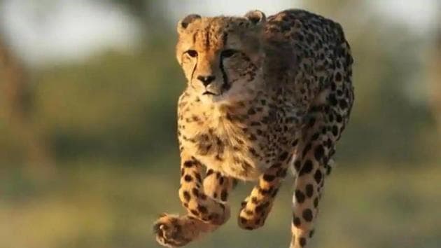 Cheetahs roamed India’s grasslands till the 1950s when they were hunted to extinction. (iStock / Photo used for representational purpose) Cheetahs roamed India’s grasslands till the 1950s when they were hunted to extinction. (iStock / Photo used for representational purpose)