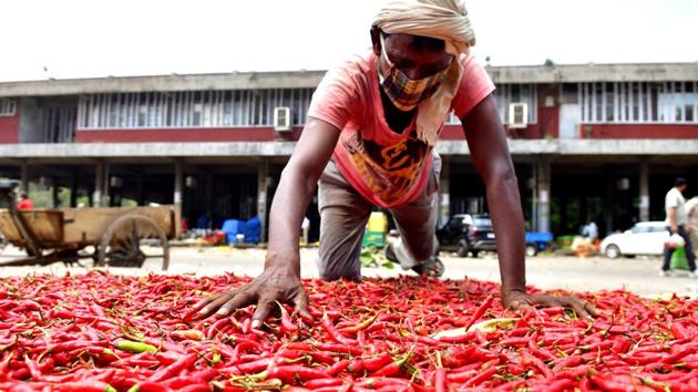 Prices of green chilies, tomatoes and potatoes may increase in the coming weeks as they are mostly coming from Himachal Pradesh. (HT Photo) Prices of green chilies, tomatoes and potatoes may increase in the coming weeks as they are mostly coming from Himachal Pradesh. (HT Photo)