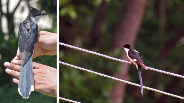 Pied cuckoo, Megh, fitted with a satellite tag before the bird went off the radar.(PHOTOS: ABDUS SHAKUR)