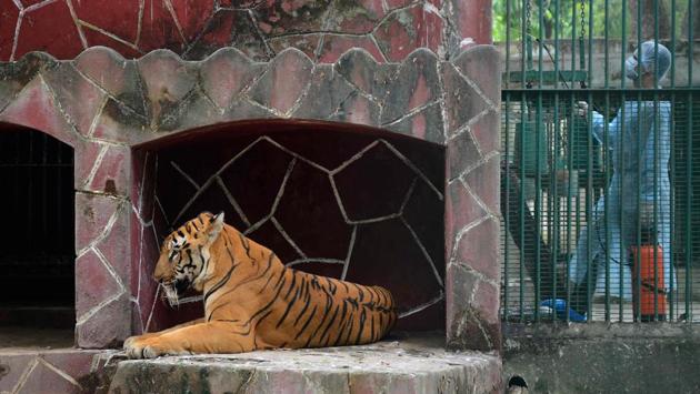 A Royal Bengal tiger rests as a health worker sprays disinfectants at the Kamla Nehru Zoological Garden in Ahmedabad on September 11. India is now the second-worst hit country in the world after the United States and ahead of Brazil. (Sam Panthaky / AFP) A Royal Bengal tiger rests as a health worker sprays disinfectants at the Kamla Nehru Zoological Garden in Ahmedabad on September 11. India is now the second-worst hit country in the world after the United States and ahead of Brazil. (Sam Panthaky / AFP)