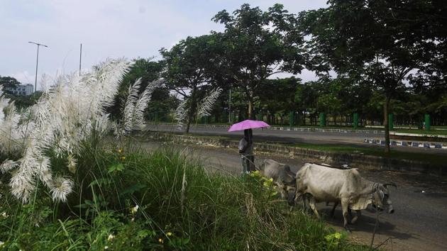 A man guides cattle along a road during a day-long state-imposed lockdown in Kolkata on September 11. According to the survey, those between the age group of 18-45 years were the worst-affected with 43.3% of them having developed antibodies against SARS-CoV-2, the virus that causes Covid-19. Those with a past infection between 46 and 60 years of age comprised 39.5% of the sampled individuals. (Dibyangshu Sarkar / AFP) A man guides cattle along a road during a day-long state-imposed lockdown in Kolkata on September 11. According to the survey, those between the age group of 18-45 years were the worst-affected with 43.3% of them having developed antibodies against SARS-CoV-2, the virus that causes Covid-19. Those with a past infection between 46 and 60 years of age comprised 39.5% of the sampled individuals. (Dibyangshu Sarkar / AFP)