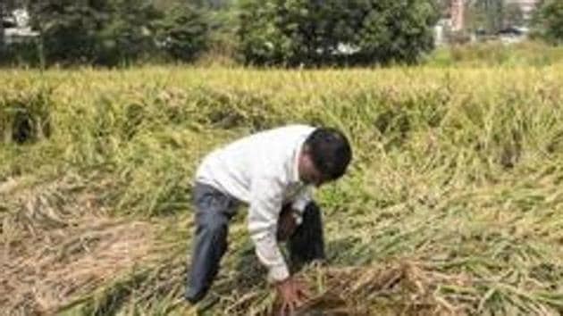 Farmers have expressed apprehension that these ordinances would pave the way for dismantling of the MSP system and they would be at the “mercy” of big corporates.(Satyabrata Tripathy/HT file photo. Representative image)