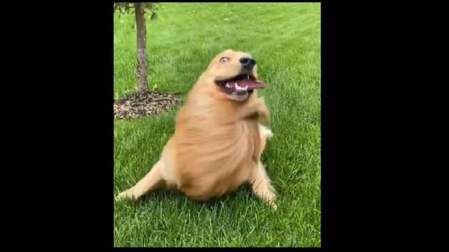 Video of Golden Retriever Puppy Going Down a Slide