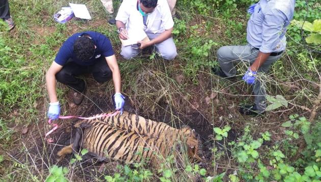 The carcass of the tiger was discovered on Saturday evening in the Umred Paoni Karhandla (UPK) Sanctuary.(HT PHOTO)